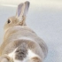 中字｜兔兔的睡姿所展现出来的它们的性格以及心理状况