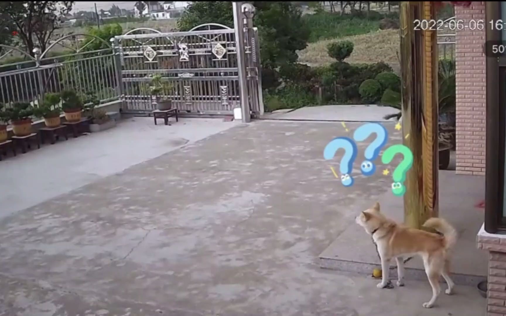 狗窝被大风刮跑，狗子站在原地当场懵掉，眼睁睁地看着家没了