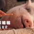 【Suna 助眠】【中文字幕】无人声：急速成长的迷你猪猪助眠~