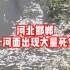河北邯郸一河面出现大量死鱼！官方回复：正在取证调查中！