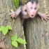 小猴子爬树不小心掉进树缝隙里面（更多彩蛋看的进主页或私）