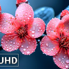 极为清晰的杜比视界 16K HDR 120fps [8K 视频超高清