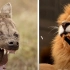 【科普向】鬣狗和狮子相比