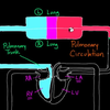 Two Circulations in the Body | Circulatory system physiology | NCLEX-RN