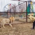 两只狮子是如何隔着笼子吵架的