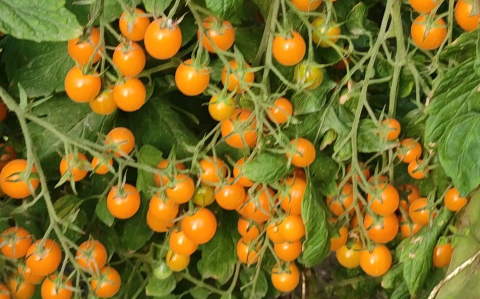 屋顶上的奇迹，高产好吃的番茄