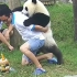笑喷！大熊猫非要饲养员背，自己多重心里没点数吗？