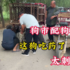 狗市“配狗现场”路人：这狗吃药了吧，太猛了，母狗哇哇直叫，太刺激