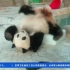 【绩美绩兰】广西南宁：抱冰块吹空调 大熊猫享受“星级”防暑待遇