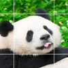 熊猫宝宝吐舌头都是爱你的形状？快来定格高萌瞬间