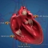 好神奇！！心脏泵血流经全身过程！体循环过程