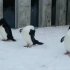 【企鹅】旭山动物园的跳岩企鹅