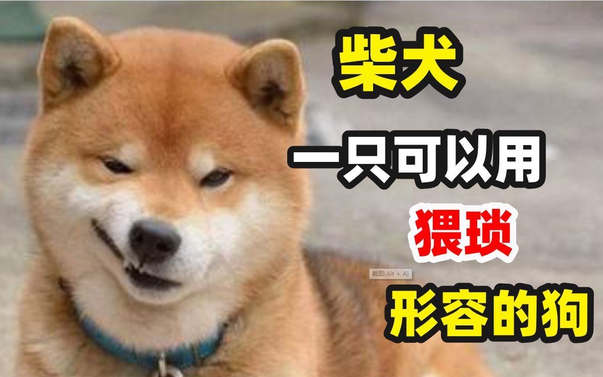 柴犬冷知识哔哩哔哩bilibili