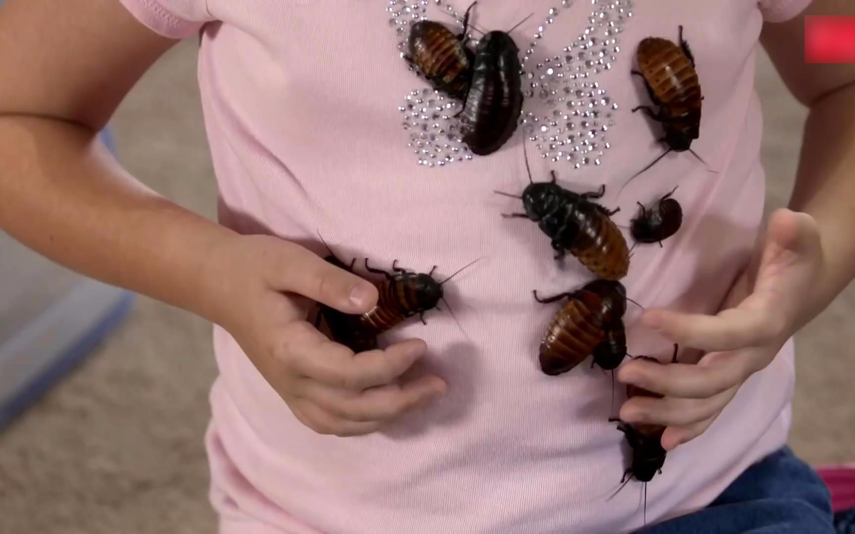 9岁女童养了几千只蟑螂当宠,她最喜欢蟑螂爬满全身,感觉萌萌哒