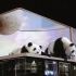 成都太古里惊现裸眼3D熊猫?