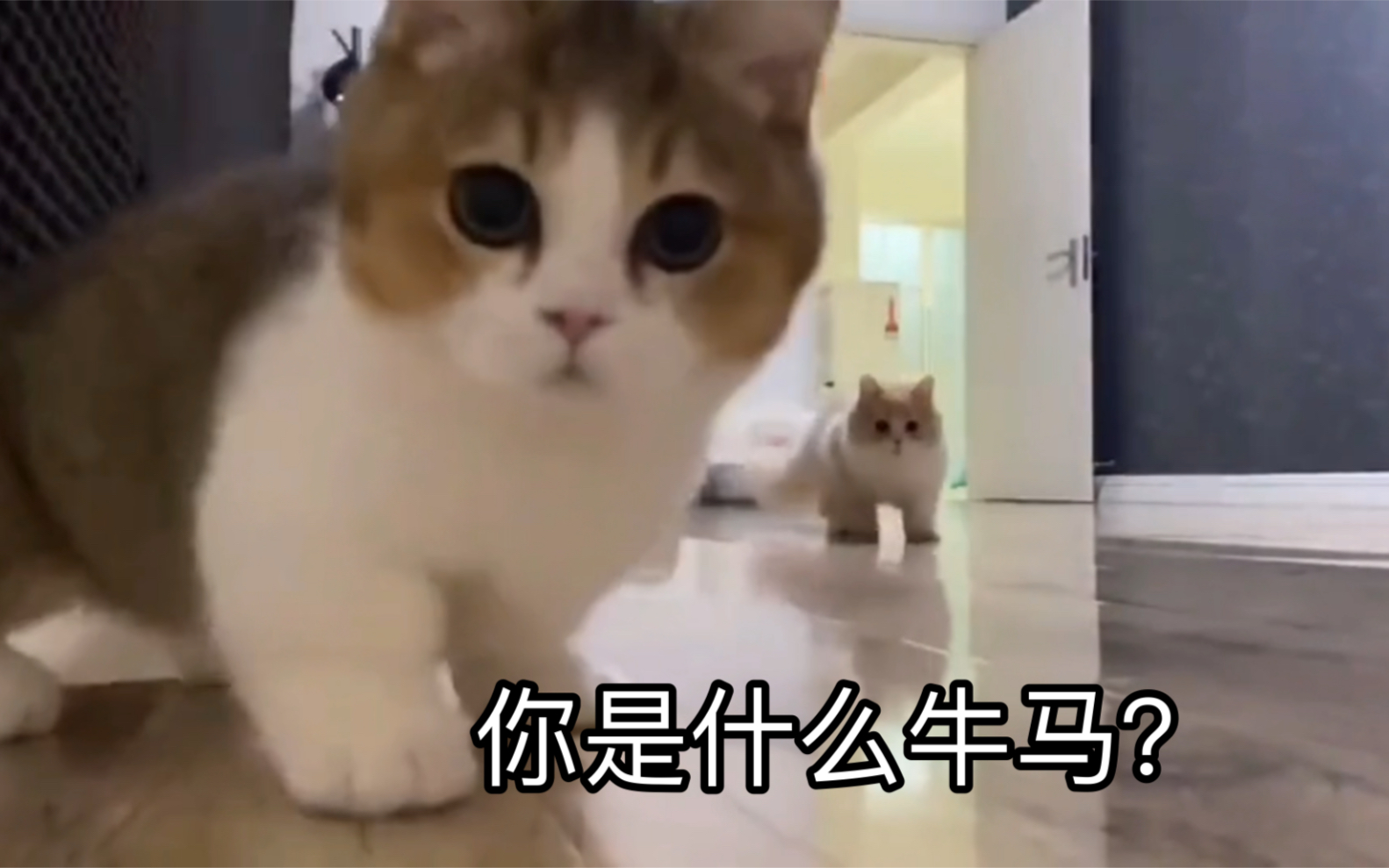 你是什么牛马