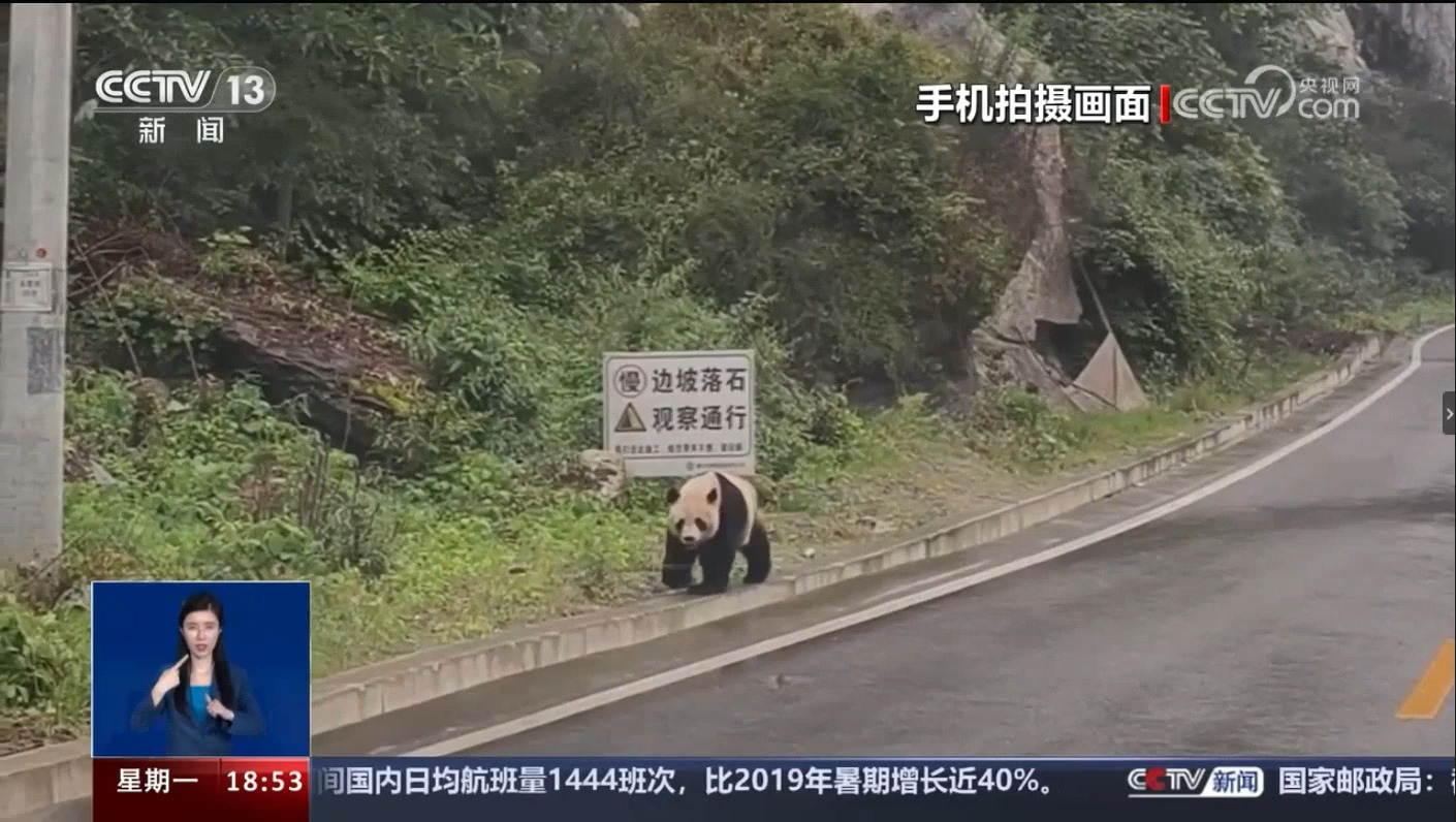 【四川宝兴：路上遇见大熊猫，猫猫还往车里瞅。耳朵散成了花瓣，目测是十几岁的雄性】