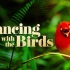 【Netflix网飞】与鸟共舞.4K.官方中英.Dancing with the Birds