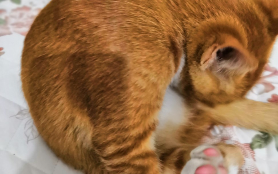 一只偷腥猫被抓现场