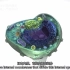 【哈佛大学】| 细胞生物学-1.5原核生物与真核生物，细胞器介绍