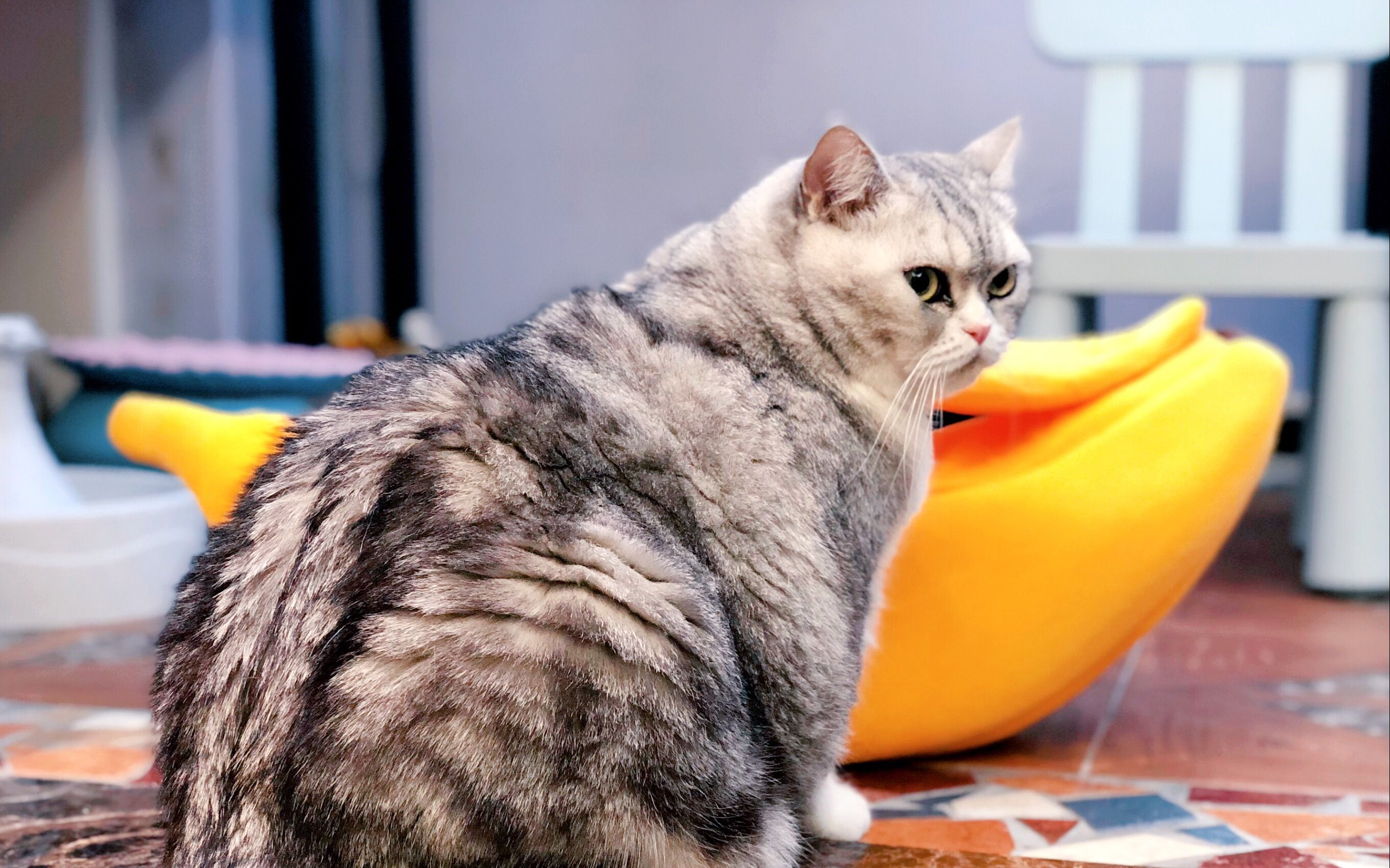 治愈！裸眼3D胖猫“爬出”百货大楼_凤凰网视频_凤凰网