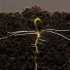 用25天的时间，记录一颗菜豆种子发芽破土、长成植株的全过程