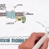 G Protein Signaling - Handwritten Cell & Molecular Biology