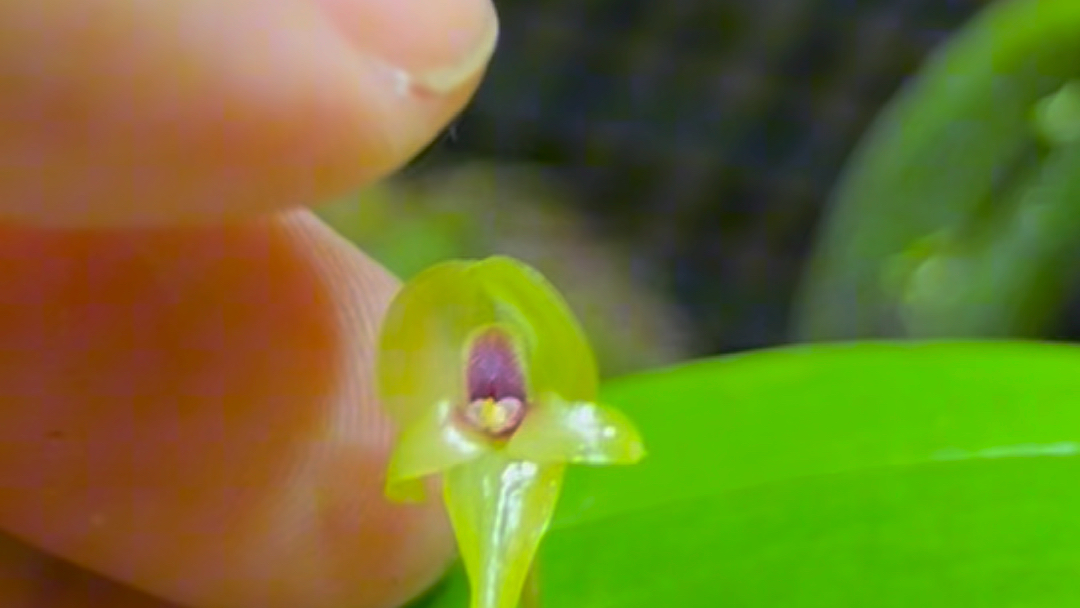 来看个外星人，叶上花pleurothallis scurrula，开花非常可爱，特别像一个小外星人