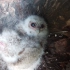 在树洞里发现几团小毛球，它们是领角鸮