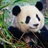 熊猫成长历程纪录片：看中国如何拯救大熊猫