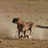 BBC Earth猎捕 猎豹捕猎精彩瞬间