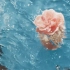 【空镜】玫瑰|花草树木|流水