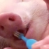 睡前给小猪猪刷牙【宠物猪】