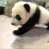 【熊猫】美国NBC新闻电台报道熊猫贝贝（萌物呀）