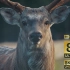 你没有见过的超清动物 测试画质 超高清 原视频8K 60帧