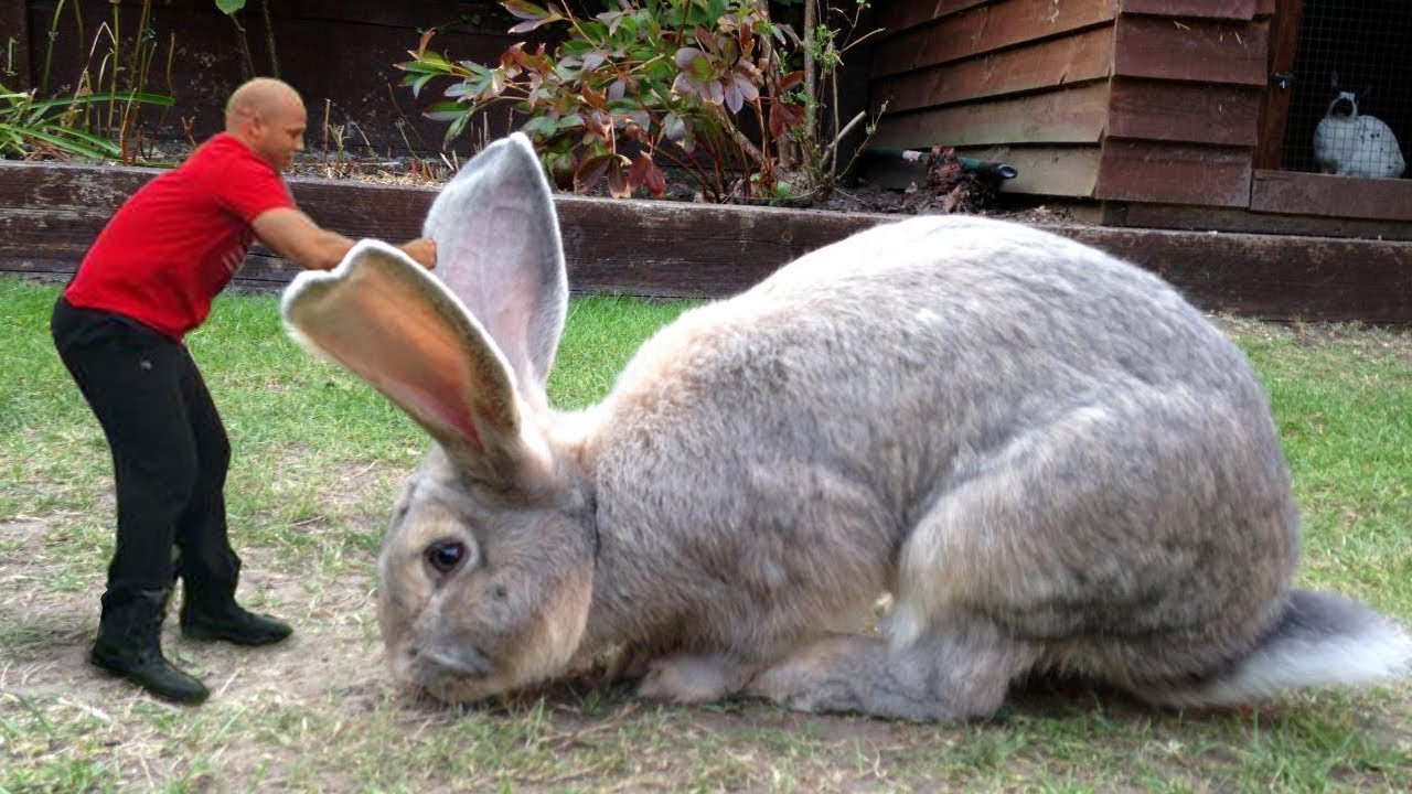 世界最大兔子，长度1米体重45斤，够全家吃一个月