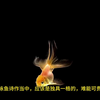 李群玉《放鱼》诗歌赏析