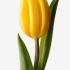 郁金香（学名：Tulipa gesneriana L.[1]）是百合科郁金香属的多年生草本植物，具鳞茎。