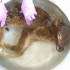 (教程）浸制标本-如何制作哺乳动物湿标本-小牛