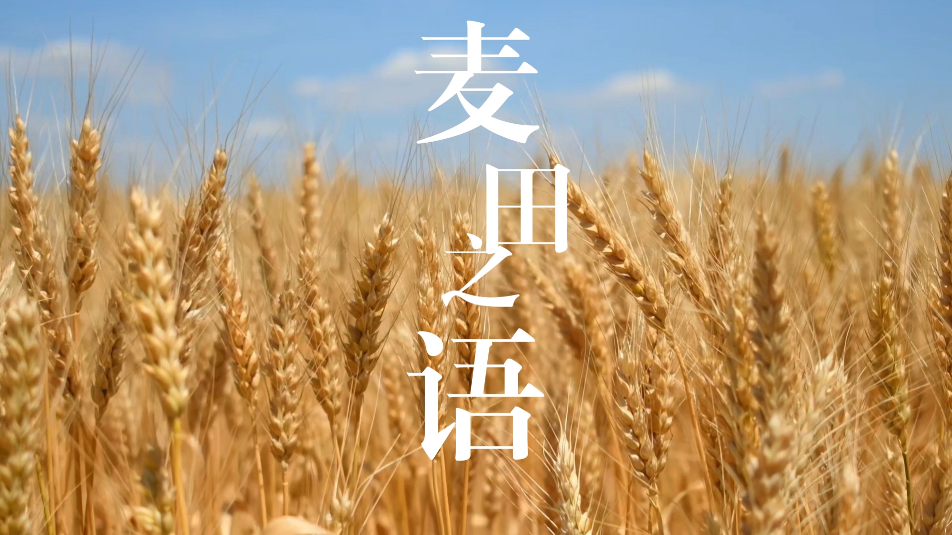 世界公认最佳放松麦浪白噪音，麦田之语，432HZ是能让人体达到极度舒适的频率，白噪音，聆听大自然，睡眠，助眠，学习，冥想，放空，解压，远离抑郁。