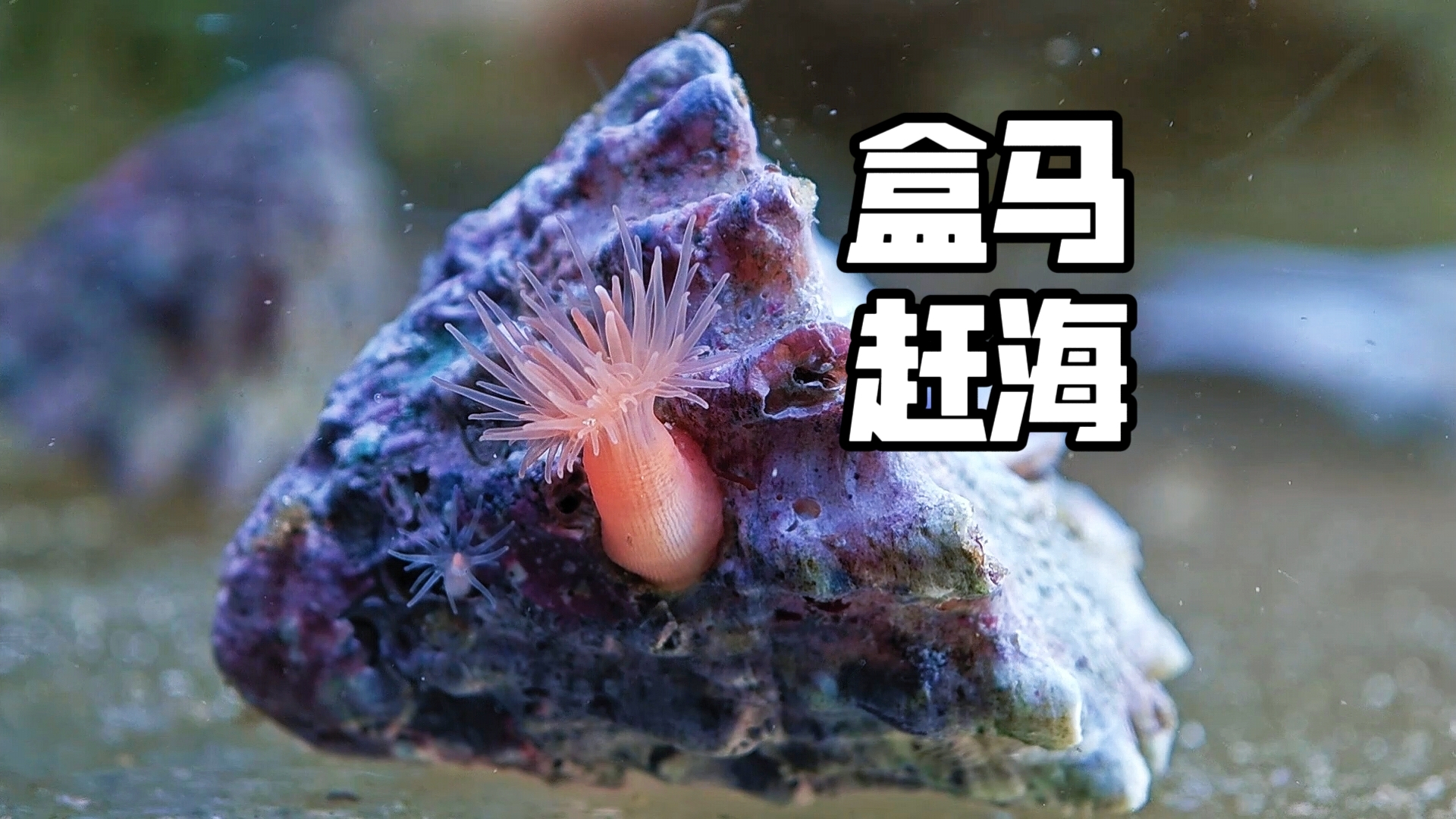 超市赶海巧遇流浪海葵，暖心胖鲀助力海葵搬家