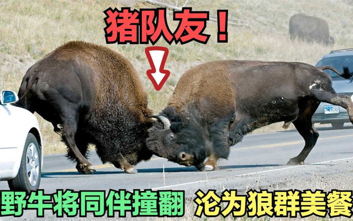 动物界“猪队友”：野牛将同伴撞翻，沦为狼群美餐