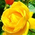 黄玫瑰，别落泪，及时告别了春天阳光，你依然会开放