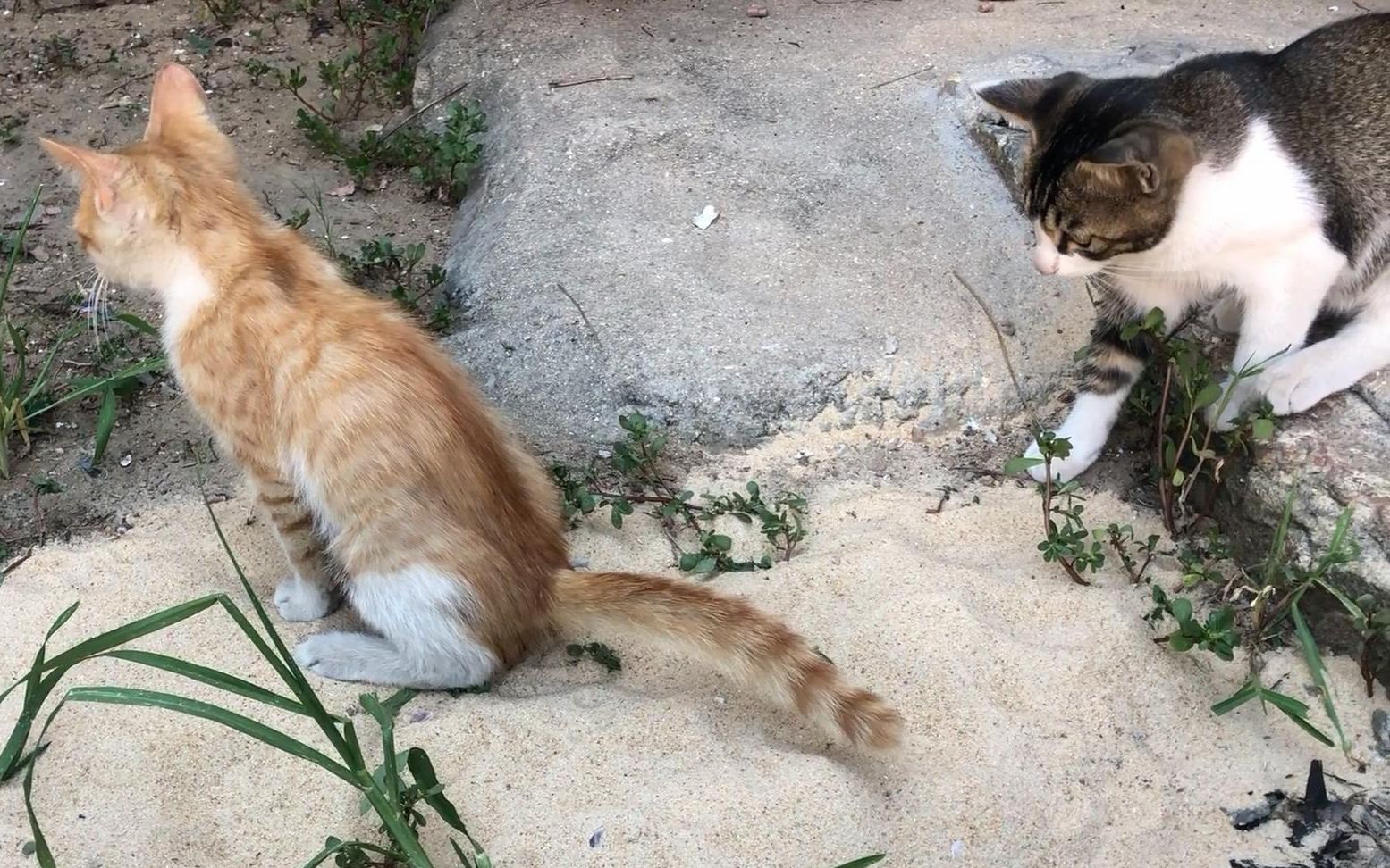 养猫大户：我家7只猫，穷的只能去海边挖海沙当猫砂，巨大的粪坑！