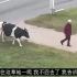 牛牛竟在路边发出怪叫