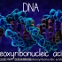 ［高中生物动画演示］DNA的结构
