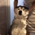 『文太』洗完澡就会长高高的西伯利亚雪橇犬，这怕是只假的哈士奇 || プピプピ文太【斑豆搬运】
