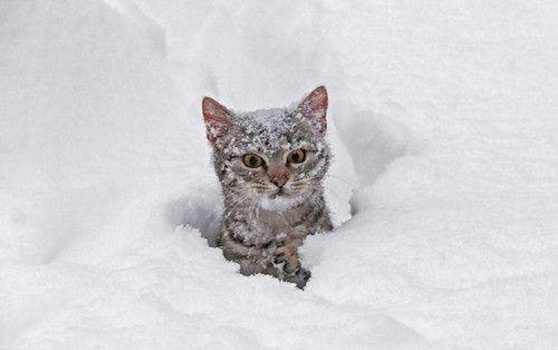 猫咪搞笑视频大全_视频在线观看-爱奇艺搜索