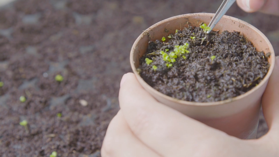 【空镜素材】植物培育