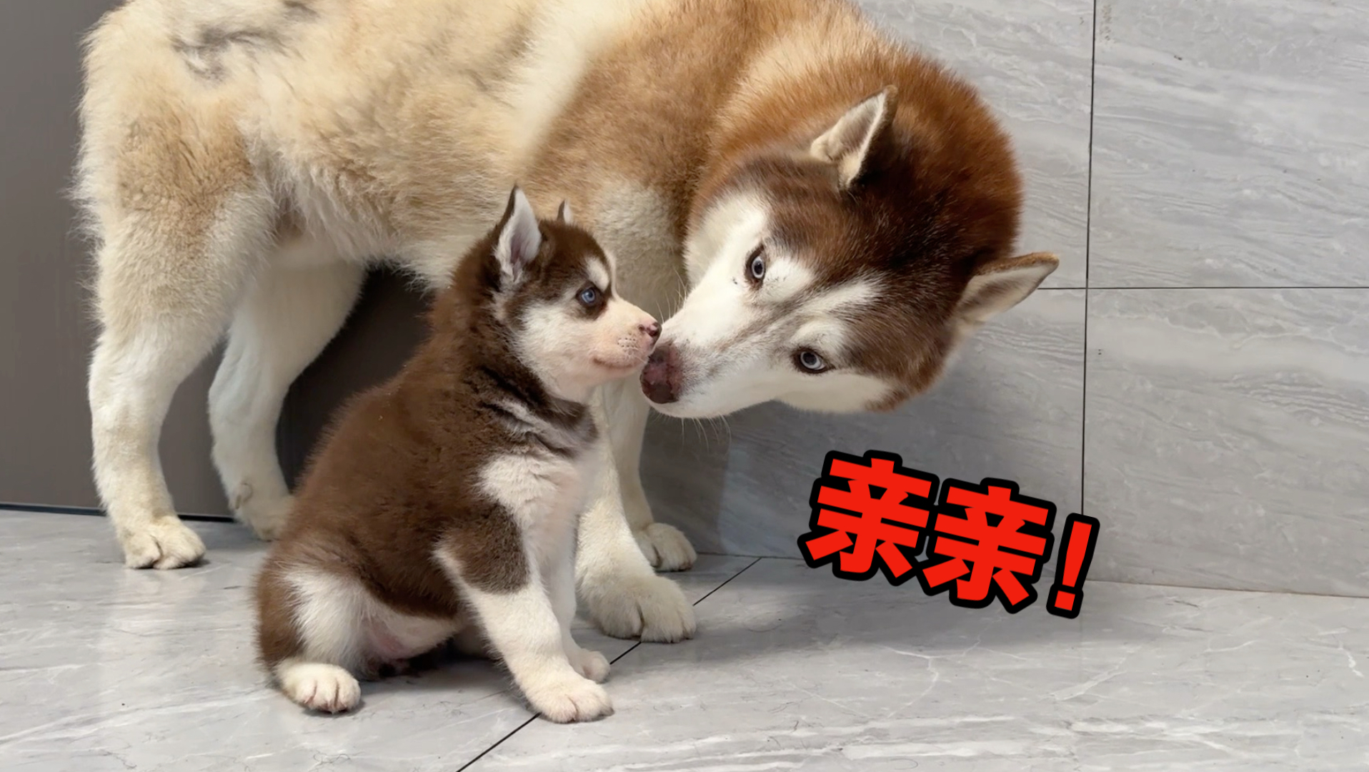 我给我家二哈买了个老婆，它高兴坏了，但是……